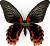 Papilio rumanzovia macho