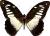 Papilio zoroastres joiceyi m&acirc;le A-