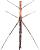 Taxiarchus giganteus (insecto palo langosta) (=Proscopia scabra)
