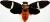 Tosena fasciata (alas extendidas)